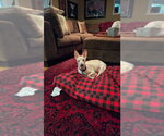 Small Photo #6 Rat-Cha Puppy For Sale in Salt Lake City, UT, USA