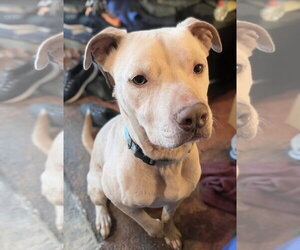 Buddy - NEEDS A FOSTER HOME RIGHT NOW!!! - Male Staffordshire Bull Terrier Dog for Adoption - Photo #3