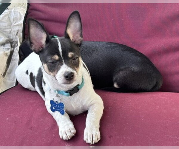 Medium Photo #9 Chihuahua-Unknown Mix Puppy For Sale in Corona, CA, USA