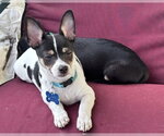 Small #8 Chihuahua Mix