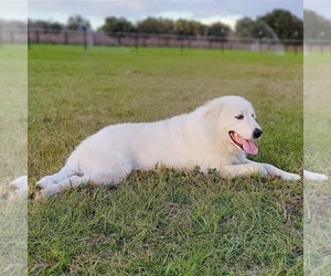 Great Pyrenees Dogs for adoption in UMATILLA, FL, USA
