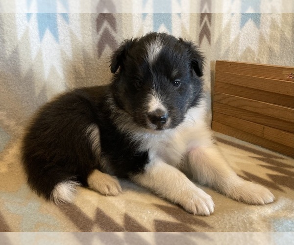Medium Photo #5 Shetland Sheepdog Puppy For Sale in FORT MORGAN, CO, USA