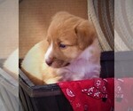 Small Photo #25 Bordoodle Puppy For Sale in OLATHE, CO, USA