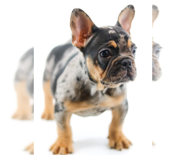 Medium Photo #2 French Bulldog Puppy For Sale in PORT SAINT LUCIE, FL, USA