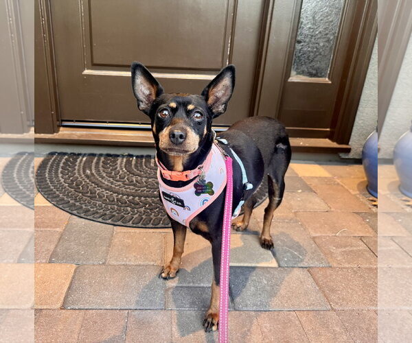 Medium Photo #2 Miniature Pinscher-Unknown Mix Puppy For Sale in Santa Clara, CA, USA