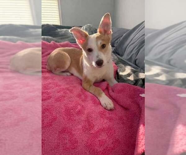 Medium Photo #1 Australian Shepherd-Unknown Mix Puppy For Sale in New Oxford , PA, USA