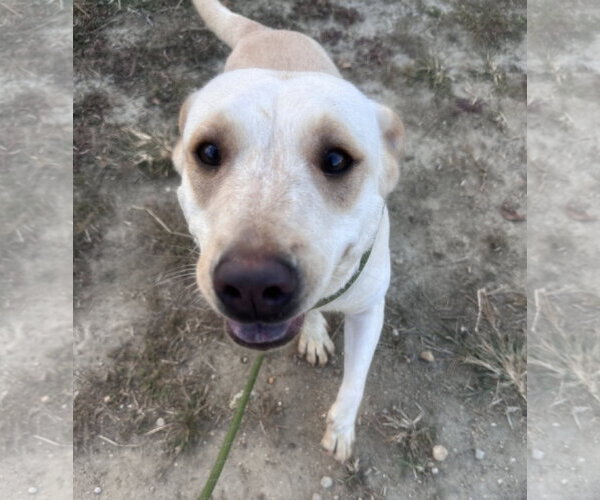 Medium Photo #3 Labrador Retriever-Unknown Mix Puppy For Sale in Jackson, MS, USA