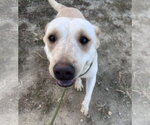 Small #2 Labrador Retriever Mix