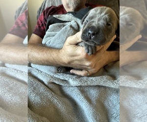 Cane Corso Puppy for sale in NEW TAZEWELL, TN, USA