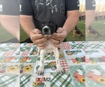Small Photo #18 German Shorthaired Pointer Puppy For Sale in ARGONNE, WI, USA