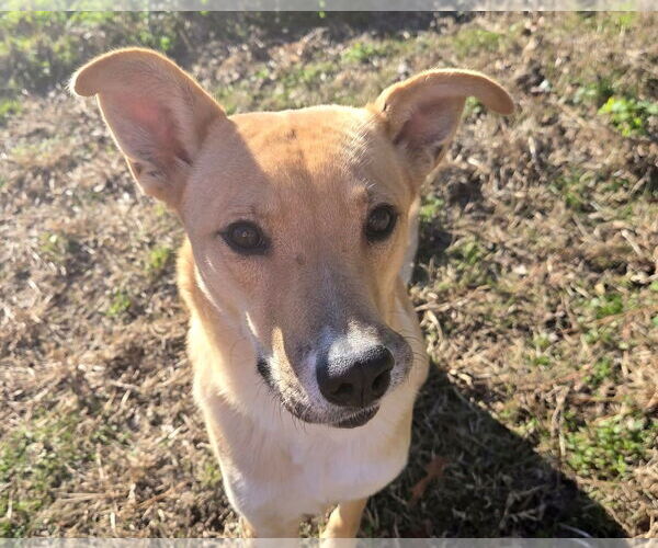Medium Photo #4 Carolina Dog-Unknown Mix Puppy For Sale in Anniston, AL, USA