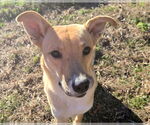 Small #3 Carolina Dog Mix