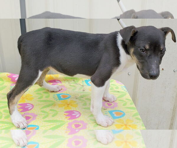 Medium Photo #2 Mutt Puppy For Sale in Mountain View, MO, USA