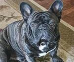 Small Photo #1 French Bulldog Puppy For Sale in TERRELL, TX, USA
