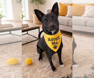 Ivy - Female Mutt Dog for Adoption - Photo #3