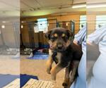 Small Mutt