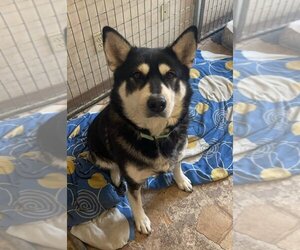 Alaskan Malamute-Unknown Mix Dogs for adoption in Crystal, MN, USA