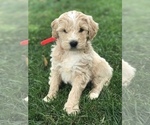 Puppy 2 English Cream Golden Retriever-Poodle (Standard) Mix