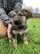Small Photo #19 German Shepherd Dog Puppy For Sale in MYRTLE CREEK, OR, USA
