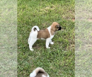 Akita Puppy for sale in HAMPTON, GA, USA