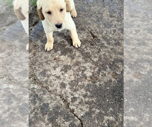 Labrador Retriever Litter for sale in MONTE VISTA, CO, USA