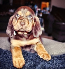 Medium Bloodhound