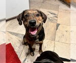 Small #1 Australian Shepherd-Retriever  Mix