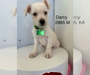 Chihuahua-Unknown Mix Dogs for adoption in Studio City, CA, USA
