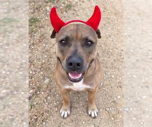 Mutt Dogs for adoption in Santa Barbara, CA, USA
