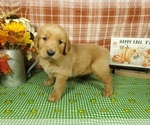 Puppy Drax Golden Retriever