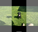 Small Photo #1 Labrador Retriever Puppy For Sale in GREENVILLE, NC, USA