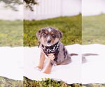 Small #9 Australian Shepherd Mix