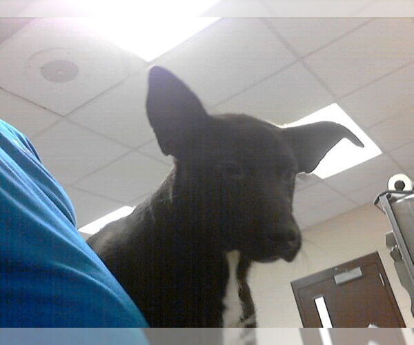 Medium Photo #1 Labrador Retriever Puppy For Sale in Fayetteville, NC, USA