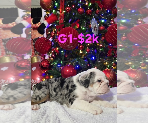 Medium Photo #3 English Bulldog Puppy For Sale in FRESNO, CA, USA