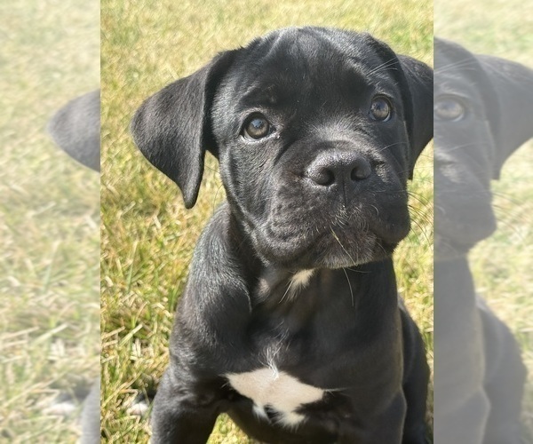 Medium Photo #1 Cane Corso Puppy For Sale in VAN BUREN TWP, MI, USA