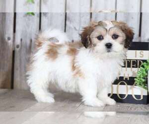 Zuchon Puppy for sale in MOUNT VERNON, OH, USA