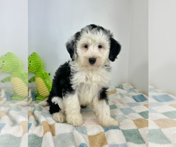Medium Photo #2 Miniature Bernedoodle Puppy For Sale in FRANKLIN, IN, USA