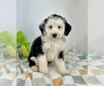 Small #1 Miniature Bernedoodle