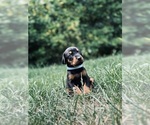 Puppy BabyBlue Collar Doberman Pinscher