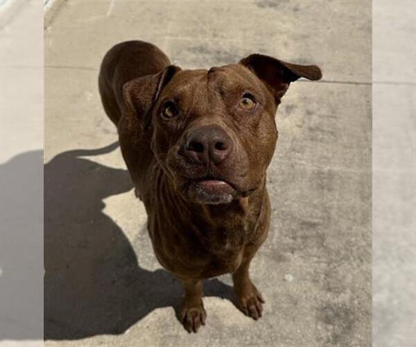 Medium Photo #1 American Staffordshire Terrier-Unknown Mix Puppy For Sale in San Antonio, TX, USA