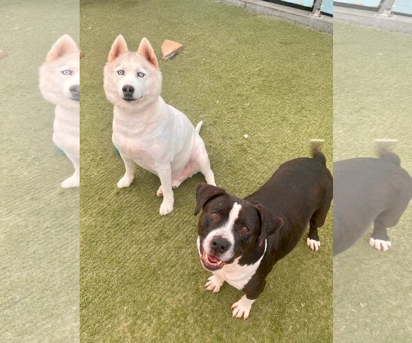 Medium Photo #4 Huskies -Unknown Mix Puppy For Sale in Newport Beach, CA, USA