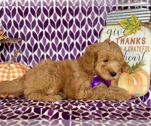 Goldendoodle Puppy for sale in LANCASTER, PA, USA