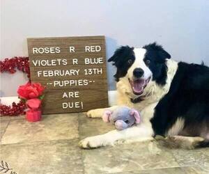 Mother of the Border Collie puppies born on 02/10/2023
