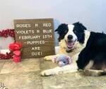 Small Photo #1 Border Collie Puppy For Sale in GREENWICH, OH, USA