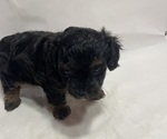 Puppy 2 Aussiedoodle Miniature 