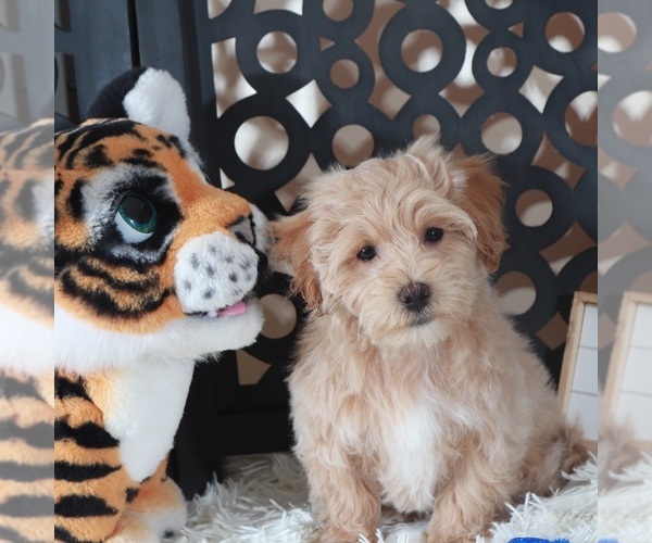 Medium Photo #5 Maltipoo (Miniature) Puppy For Sale in MOUNT VERNON, OH, USA