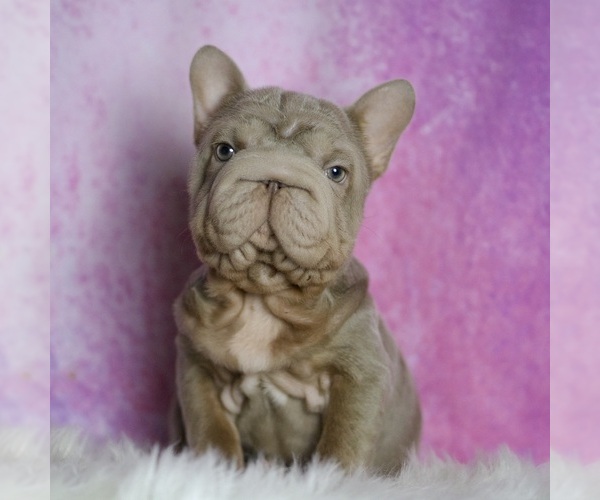 Medium Photo #9 French Bulldog Puppy For Sale in WARSAW, IN, USA