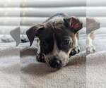 Small Mutt