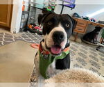 Small #1 American Staffordshire Terrier Mix