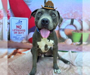 American Pit Bull Terrier-Unknown Mix Dogs for adoption in Long Beach, CA, USA